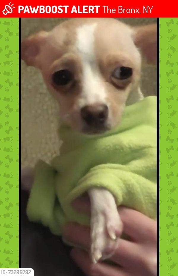 Lost Female Dog last seen Butler st and Halsey st, The Bronx, NY 10461