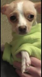 Lost Female Dog last seen Butler st and Halsey st, The Bronx, NY 10461