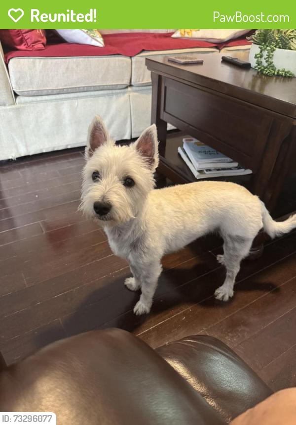 Reunited Female Dog last seen Blackjack Road in Argo, Trussville, AL 35173