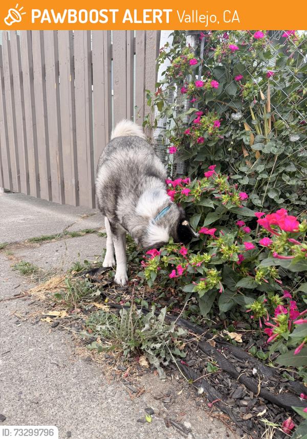 Found/Stray Male Dog last seen Benicia Road, Vallejo, CA 94590