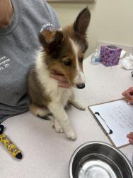 Reunited Female Dog last seen Fall creek and mollenkopf rd, Indianapolis, IN 46256