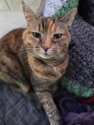 Lost Female Cat last seen On gresham butte up the hill from eastman parkway and the springwater trail, Gresham, OR 97080