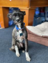 Reunited Male Dog last seen We live Pear tree Cul-de-sac, Fayetteville, NC 28306
