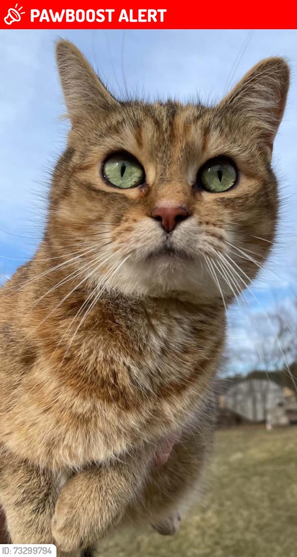 Lost Female Cat last seen Brandy run rd thor lane newville pa, Upper Mifflin Township, PA 17241