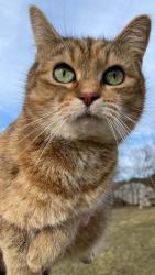 Lost Female Cat last seen Brandy run rd thor lane newville pa, Upper Mifflin Township, PA 17241