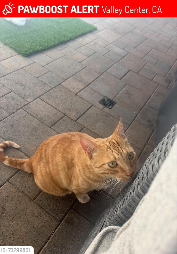 Lost Male Cat last seen Grey hawk by McDonald’s, Valley Center, CA 92082