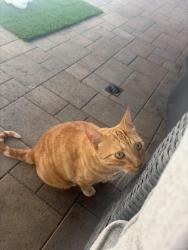 Lost Male Cat last seen Grey hawk by McDonald’s, Valley Center, CA 92082