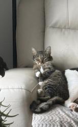 Reunited Female Cat last seen Off of lewiston Rd., Gray, Gray, ME 04039