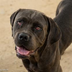 Shelter Stray Female Dog last seen KENMAR RD & BARROS DR, 2127 Front St, Sacramento, CA 95818, USA