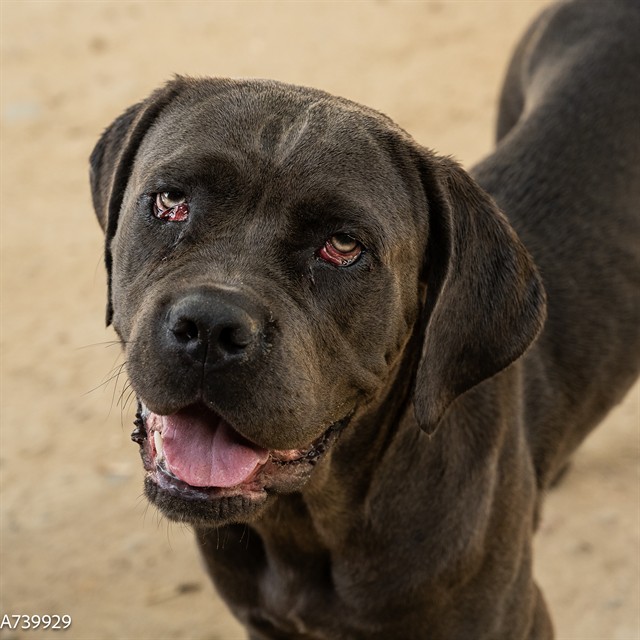 Shelter Stray Female Dog last seen KENMAR RD & BARROS DR, 2127 Front St, Sacramento, CA 95818, USA