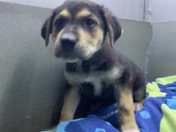 Shelter Stray Female Dog last seen FRUITRIGE RD & FREEPORT BLVD, 2127 Front St, Sacramento, CA 95818, USA