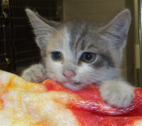 Shelter Stray Female Cat last seen , 11361 W Pico Blvd, Los Angeles, CA 90064, USA