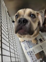 Shelter Stray Female Dog last seen , 3201 Lacy St, Los Angeles, CA 90031, USA