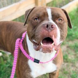 Shelter Stray Male Dog last seen Near, 2600 S Harding St, Indianapolis, IN 46221, USA
