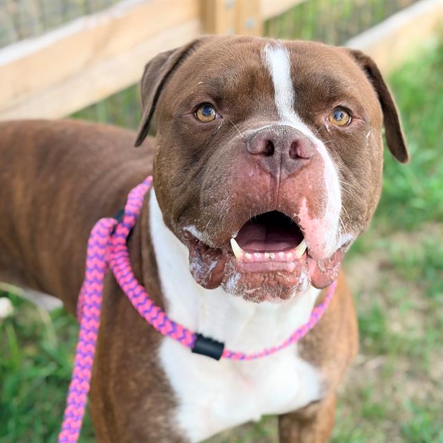 Shelter Stray Male Dog last seen Near, 2600 S Harding St, Indianapolis, IN 46221, USA