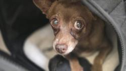 Shelter Stray Female Dog last seen , 3201 Lacy St, Los Angeles, CA 90031, USA