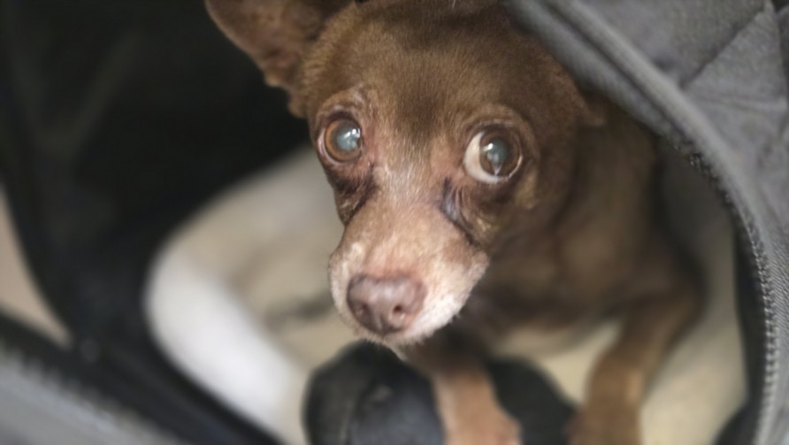Shelter Stray Female Dog last seen , 3201 Lacy St, Los Angeles, CA 90031, USA