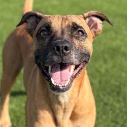 Shelter Stray Male Dog last seen Near, 2600 S Harding St, Indianapolis, IN 46221, USA