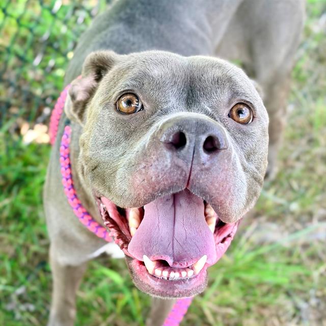 Shelter Stray Female Dog last seen Near, 2600 S Harding St, Indianapolis, IN 46221, USA