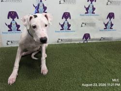 Shelter Stray Female Dog last seen , 2769 Conroy Rd, Orlando, FL 32839, USA