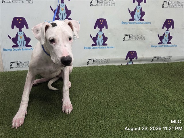 Shelter Stray Female Dog last seen , 2769 Conroy Rd, Orlando, FL 32839, USA