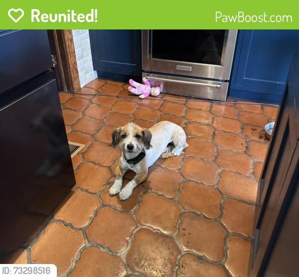 Reunited Female Dog last seen Vermont, Los Angeles, CA 90007