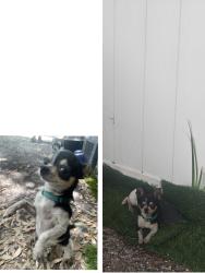 Lost Female Dog last seen McDonald's, Tampa, FL 33603