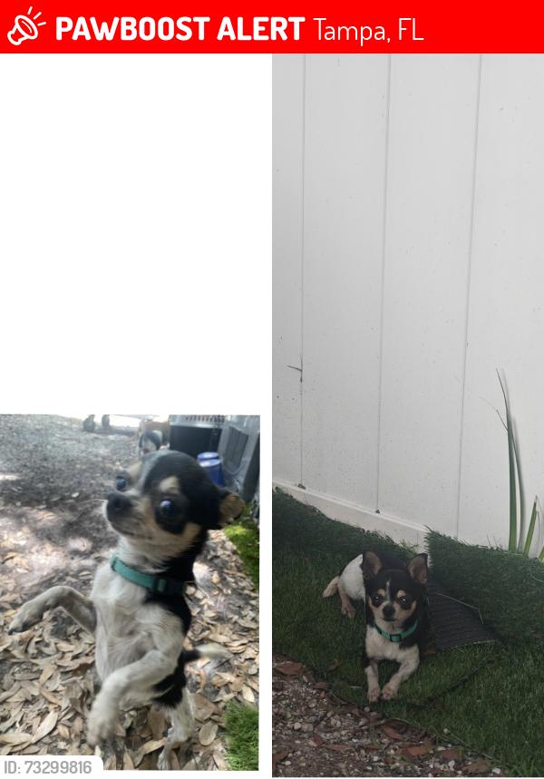 Lost Female Dog last seen McDonald's, Tampa, FL 33603