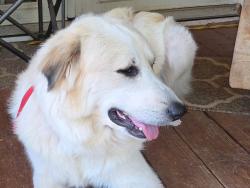 Reunited Male Dog last seen Fox Mountain Rd/Coolbrook Rd, Union Grove, Fox Mountain Rd, NC 28636