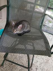 Found/Stray Unknown Cat last seen Near S, Citrus County, FL 34452