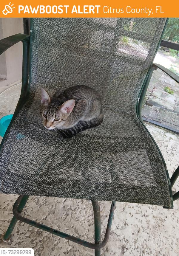 Found/Stray Unknown Cat last seen Near S, Citrus County, FL 34452