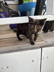 Found/Stray Unknown Cat last seen 2nd and millwood, Wichita, KS 67203