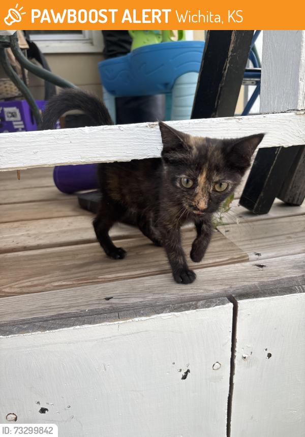 Found/Stray Unknown Cat last seen 2nd and millwood, Wichita, KS 67203