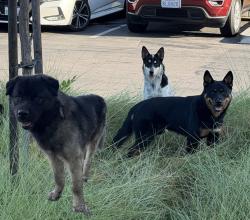 Found/Stray Male Dog last seen E 120th st and Wilmington Ave, Los Angeles, CA 90059