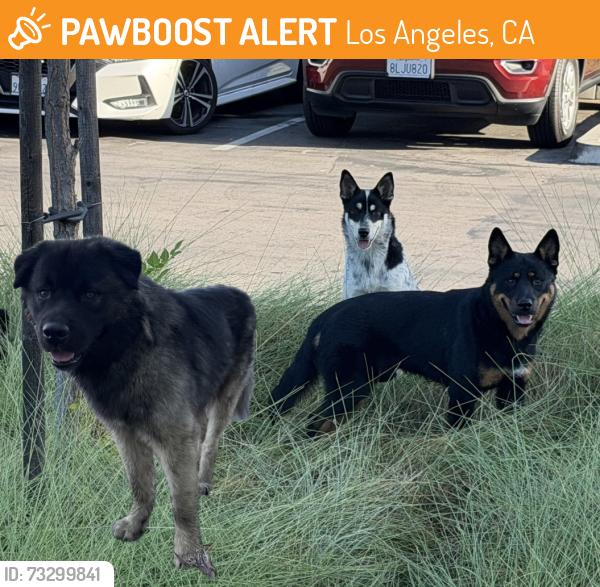 Found/Stray Male Dog last seen E 120th st and Wilmington Ave, Los Angeles, CA 90059