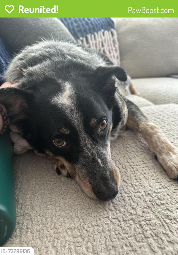 Reunited Male Dog last seen 42nd Ave & Dahlia Dr, Camas, WA 98607