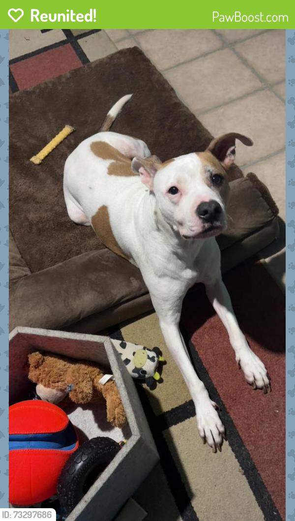 Reunited Male Dog last seen Skylark between sherry and carter, Arlington, TX 76010