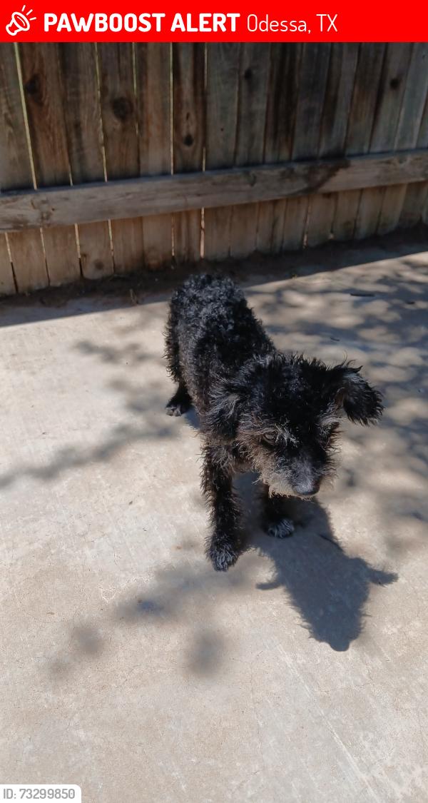 Lost Male Dog last seen Near E 44th Street, Odessa, TX 79762