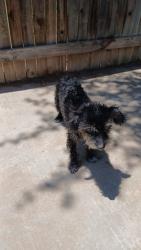 Lost Male Dog last seen Near E 44th Street, Odessa, TX 79762