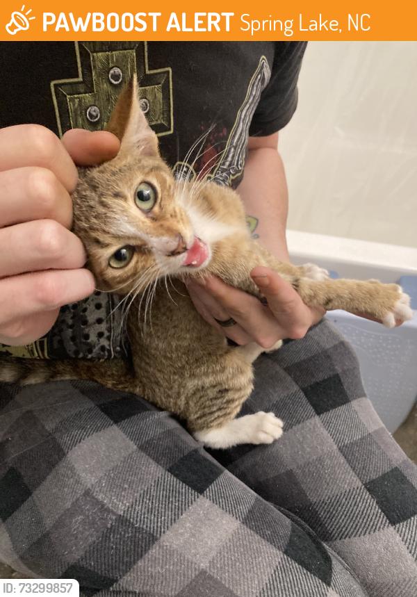 Found/Stray Unknown Cat last seen 5th street, Spring Lake, NC 28390