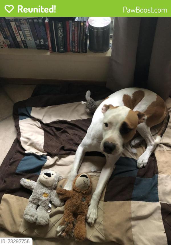 Reunited Male Dog last seen Skylark Dr. And Sherry St., Arlington, TX 76010