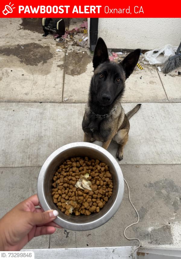 Lost Female Dog last seen Pleasant valley, Oxnard, CA 93033