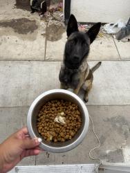 Lost Female Dog last seen Pleasant valley, Oxnard, CA 93033