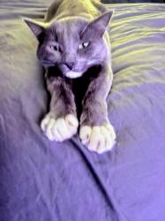 Lost Male Cat last seen Marron Cir & Easterday, Albuquerque, NM 87112