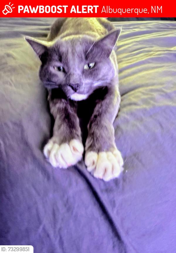 Lost Male Cat last seen Marron Cir & Easterday, Albuquerque, NM 87112