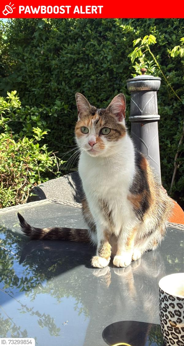 Lost Female Cat last seen Wouldham Road Borstal by the CO-OP, Medway, England ME1 3JZ