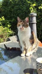 Lost Female Cat last seen Wouldham Road Borstal by the CO-OP, Medway, England ME1 3JZ