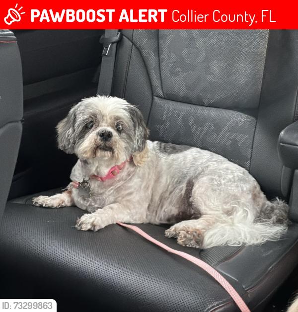 Lost Female Dog last seen White blvd, Collier County, FL 34117