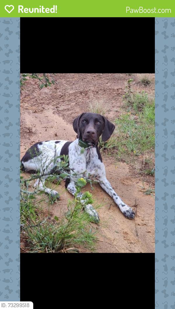 Reunited Female Dog last seen Shirley way, Bedford, TX 76022