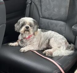 Lost Female Dog last seen White blvd, Collier County, FL 34117